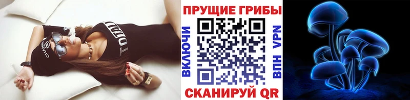 кракен зеркало  сколько стоит  Гороховец  Галлюциногенные грибы Psilocybe 